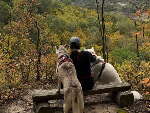 Two huskies and a girl sitting on bench at beautiful lookout