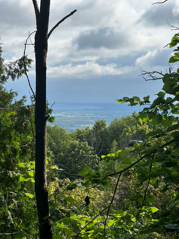 View through a forest opening with dense green leaves and trees, overlooking a distant landscape under a cloudy sky. Peaceful and serene scene.