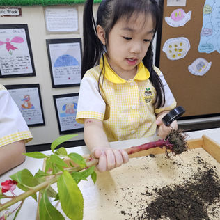 A girl examines plant roots during a classroom activity.