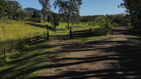 A black cockatoo's view