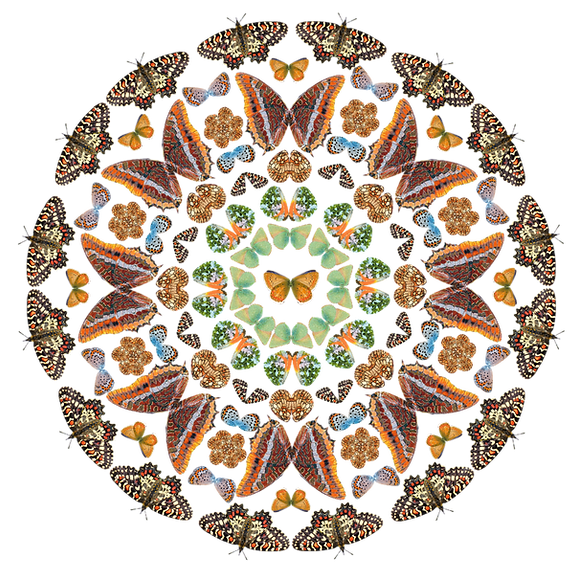 Untitled_Artwork.png