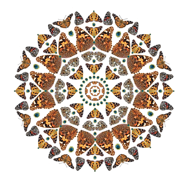2 Vanessa_Wings_Mandala.png