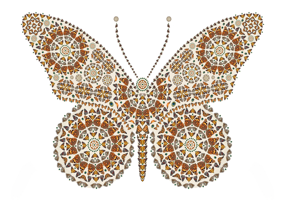 wallpaper butterfly.png