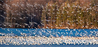DickertJacki-Spring Migration of the Snowgeese - Jacki Dickert.jpg