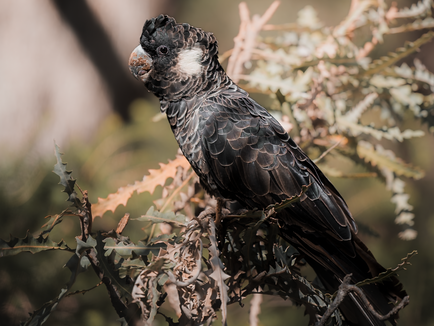 Carnaby's black cockatoo