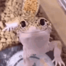 lizard-animal.gif