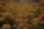 AdobeStock_140359629_Preview_edited.jpg