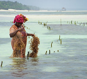 zanzibar-4707182.jpg