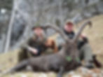 Alpine Ibex