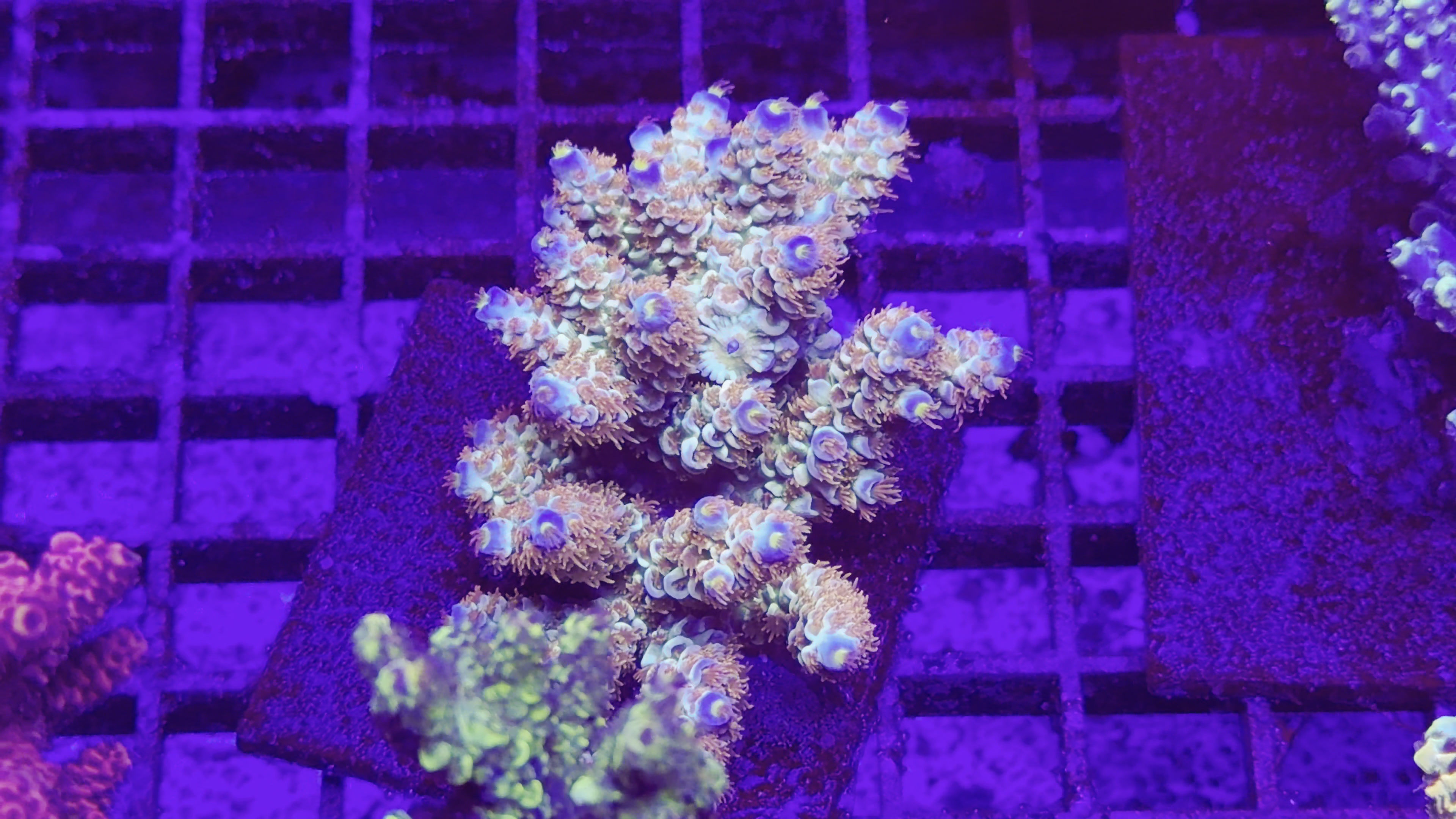 Ultra Indo Tenuis acro