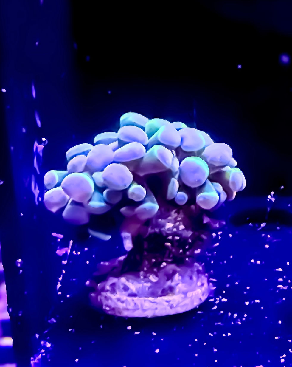Thumbnail: Hologram hammer