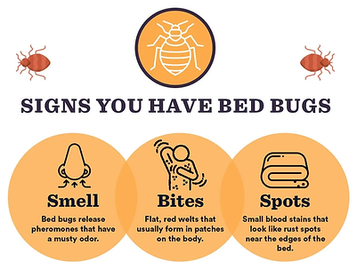 Signs-You-Have-Bed-Bugs.webp