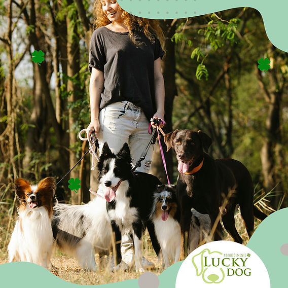 una raza de perro grande de japón montañoso