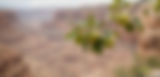 wild apple tree with light green apples growing in a New Mexico Canyon_edited.jpg