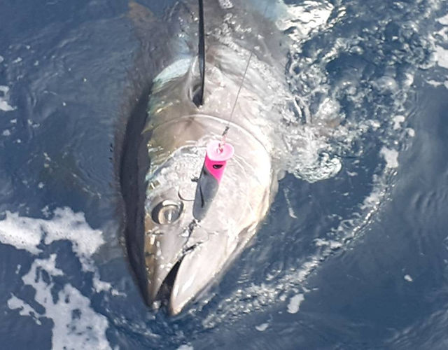 M.P.P（マッチポンプポッパー） | パラドックス