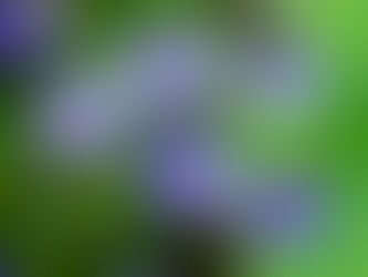 De Lobelia wordt vaak gebruikt als bodembedekker of voor in een plantenbak