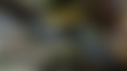 Pijlgifkikkers hebben opvallende kleuren om rovers op afstand te houden