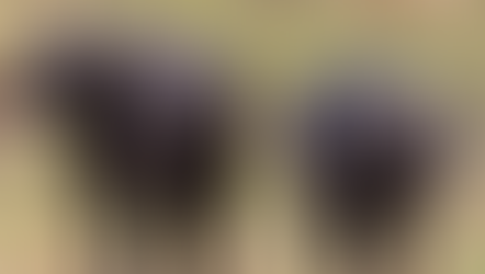 De Amerikaanse buffel wordt als een van de gevaarlijkste dieren van Afrika beschouwd