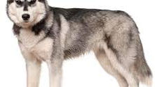 Siberische husky was vroeger werkhond
