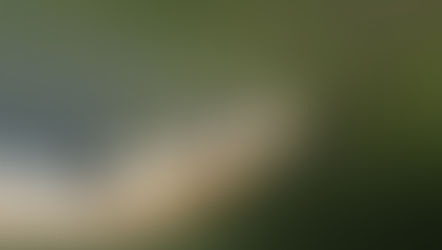 Ringslang (Natrix natrix)