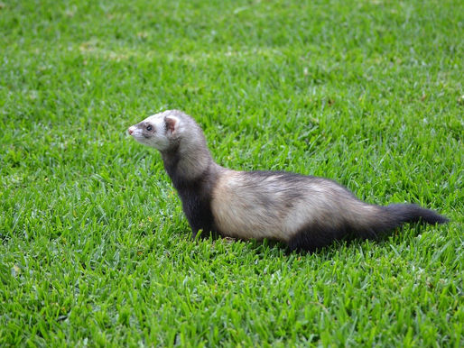 Bunzing (Mustela putorius)