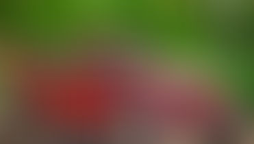 De Volkswagen Kever was destijds een symbool van industrieel vermogen