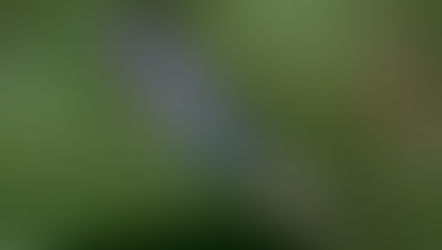 De Waterjuffer (Zygoptera)