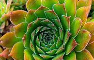 Sempervivum in rotstuin of op groen dak