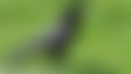 De Nederlandse kraaienfamilie