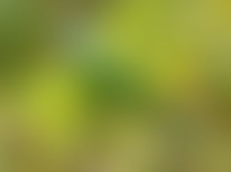 Halsbandparkieten vliegen bij duizenden vrij rond in Nederland