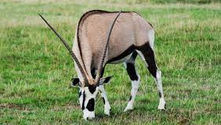 De gemsbok is een van de mooiste dieren ter wereld