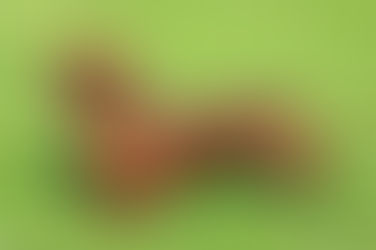 Teckel (Canis lupus familiaris)