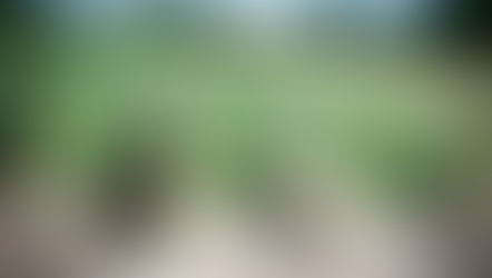 Uitlopers aardappelplant begin van nieuwe plant