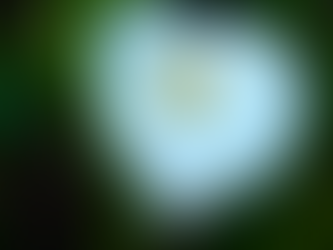 De Aronskelk heeft mooie witte bloemen