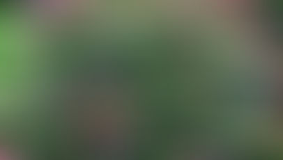 De vlinderstruik (Buddleja)