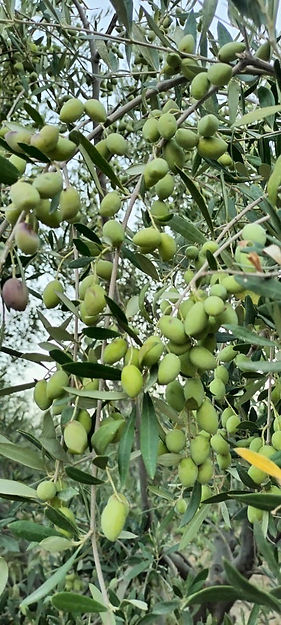 olive pic 2025.jpg