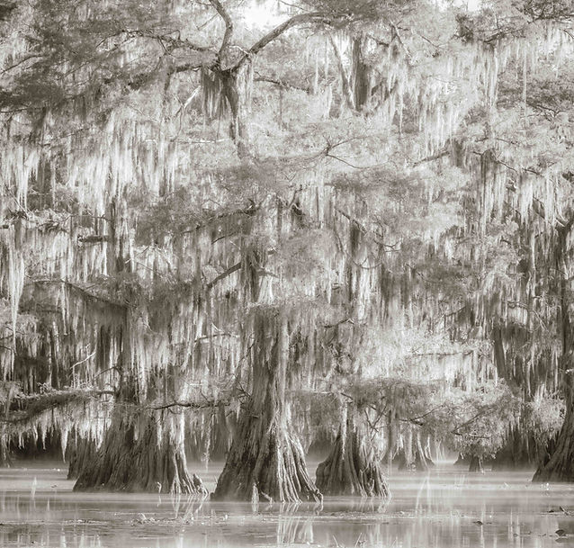 Caddo Morning hi-key (1 of 1).jpg