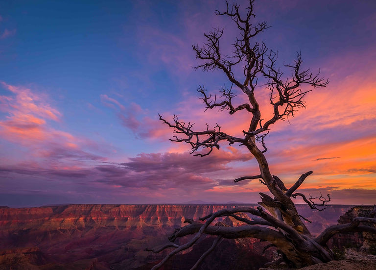 North Rim Lone Tree (1 of 1).jpg