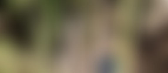 進め!! 大ケヤキ伐採