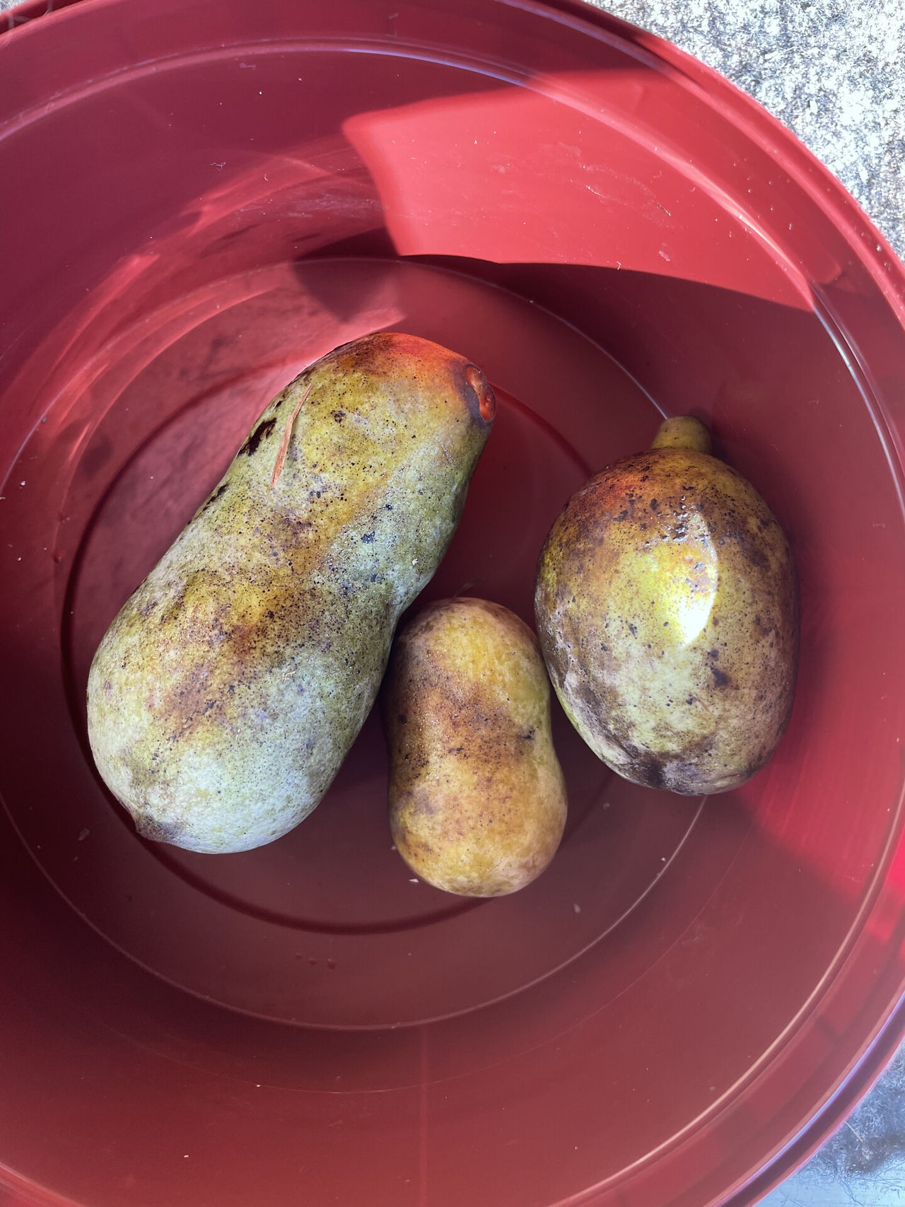 幻の果物「ぽぽー」初めていただきました。北米由来とか・・・な