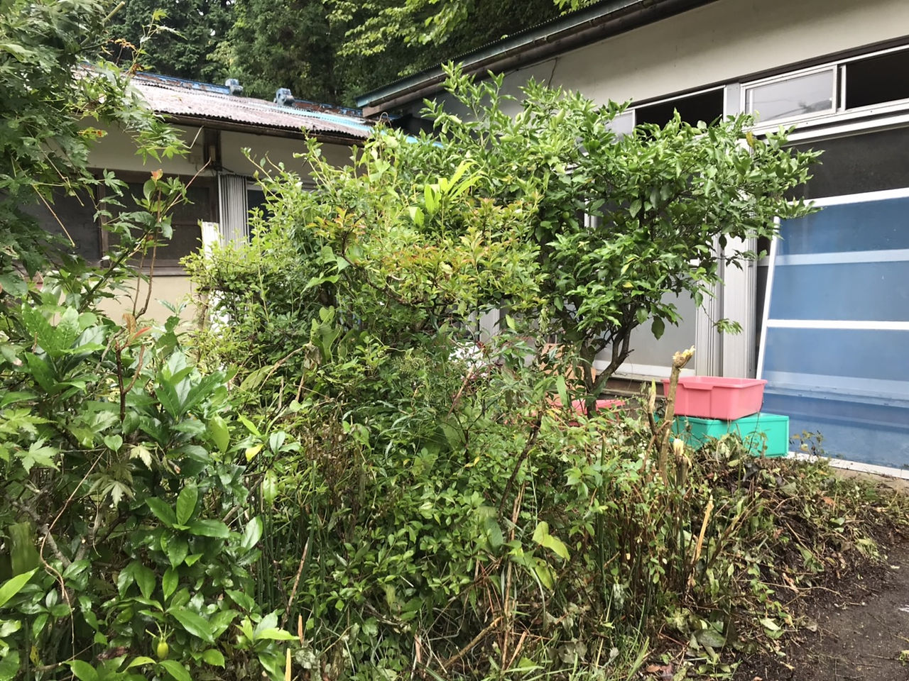 この木ね。残すゆずね