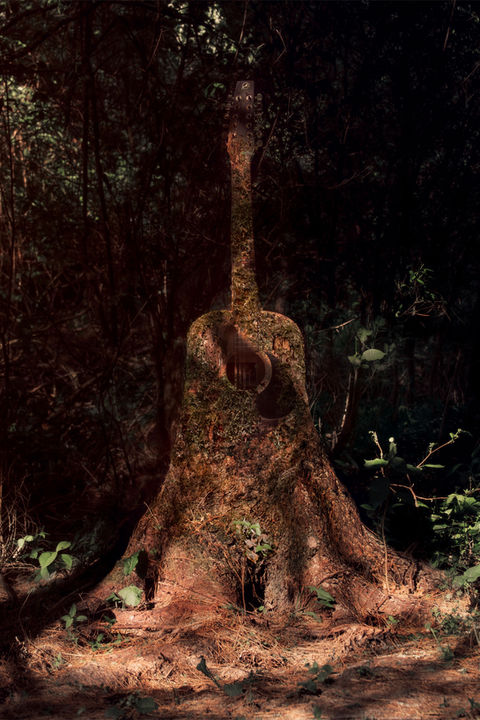 BG Photographie, Alex BG, AlexBG, Arbre à 12 cordes