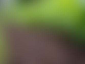 The Benefits of Mulching Services in Newfane Niagara County