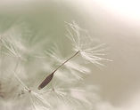 Dandelion Seed Closeup_edited.jpg