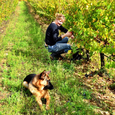 DOMAINE TOUR CAMPANETS vignes