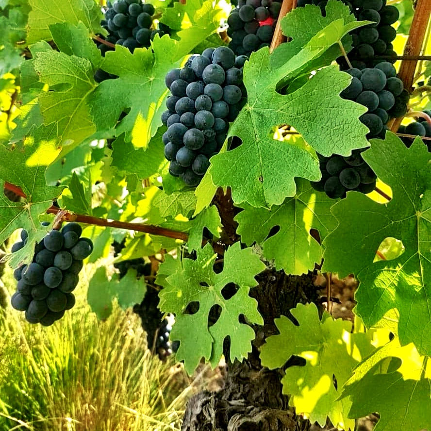 Miniature : CRÉMANT DU JURA - Jura - Domaine Rolet