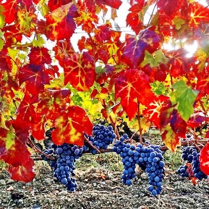 Miniature : FRÈRES DE TERRE 2024 - BIO - Loire - Domaine Sagesse des Sols