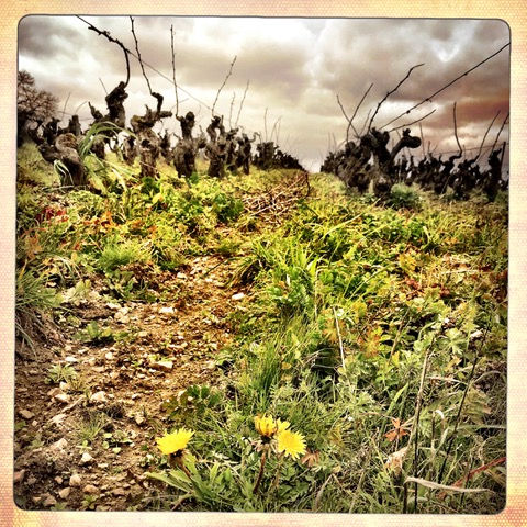 Miniature : Vin blanc EN HAUT DU MOULIN 2017 - BIO - Loire - Domaine des Cognettes