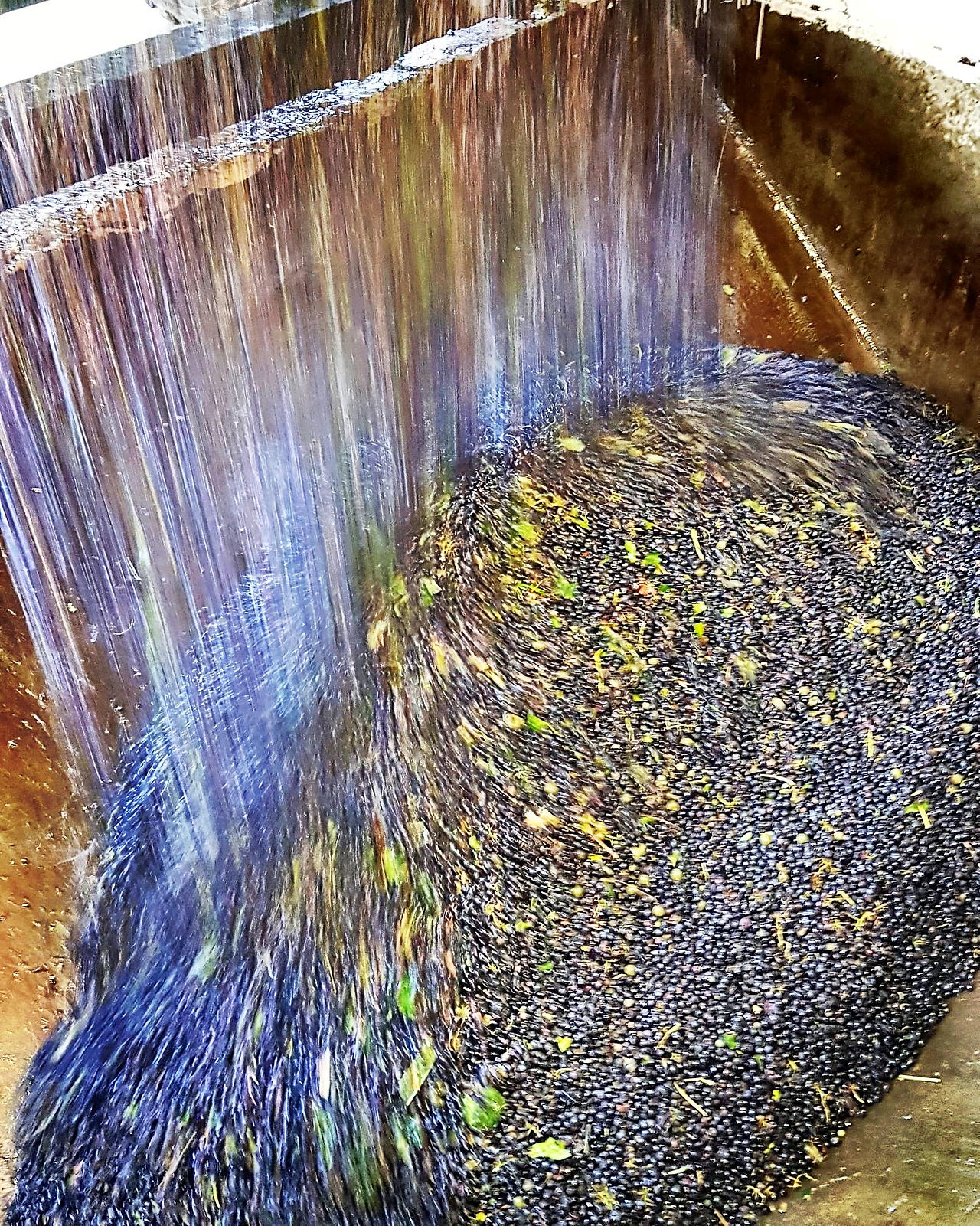vendanges et vendangeurs 2019