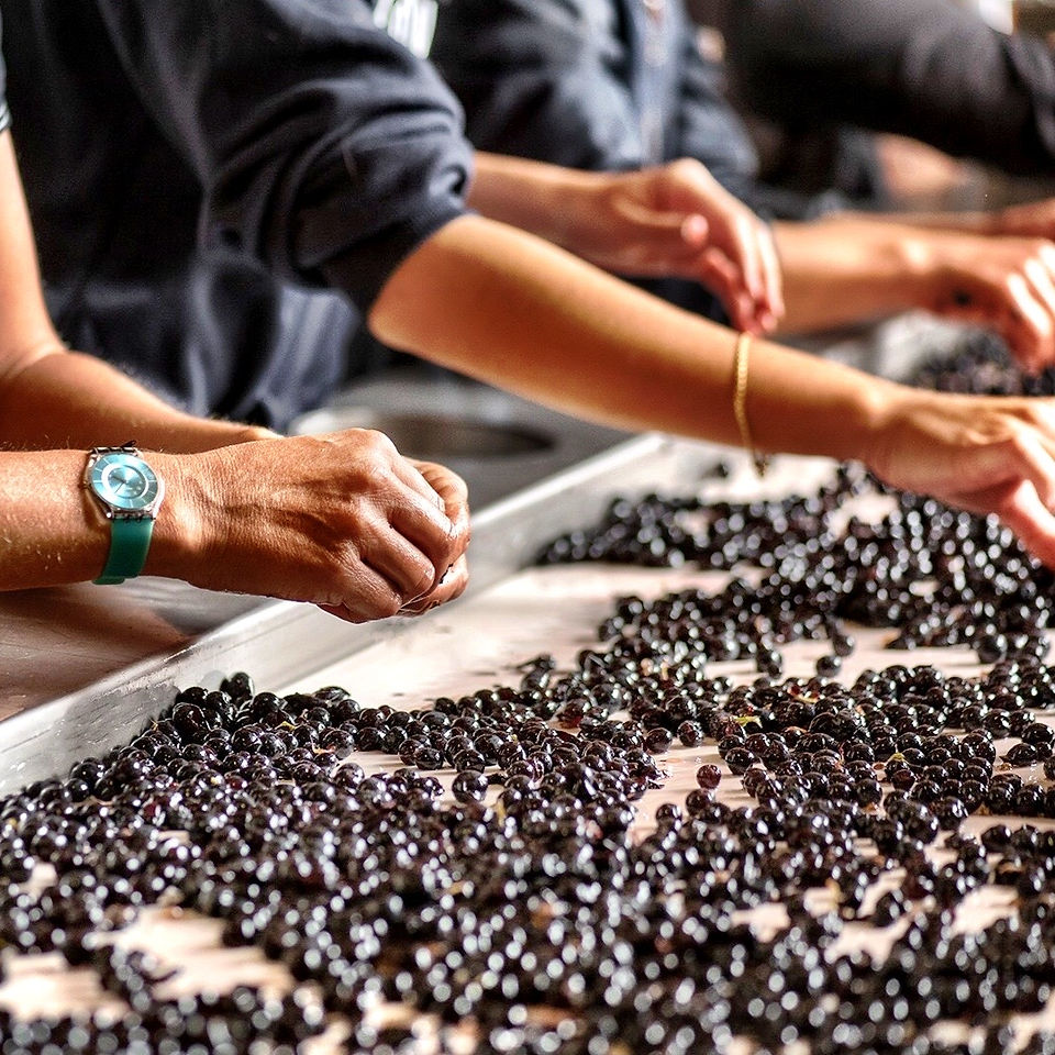 vendanges et vendangeurs 2019